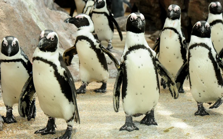 Kyoto Aquarium Admission Ticket